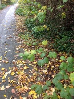 Oxfordshire council is to seek a long-term, local solution for recycling street leaf sweepings collected in the county